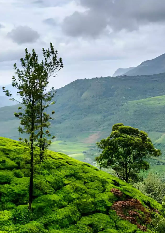 Wayanad